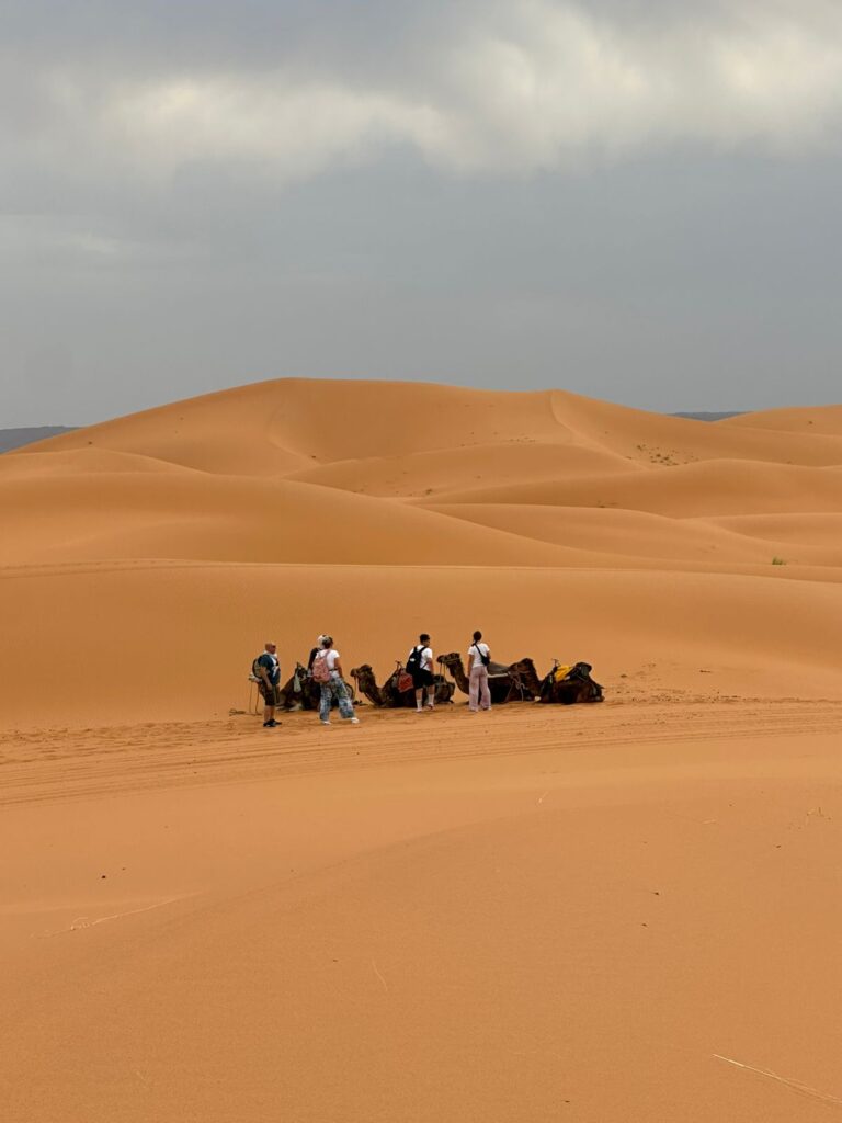 Camel caravan resting on the golden Sahara dunes of Merzouga