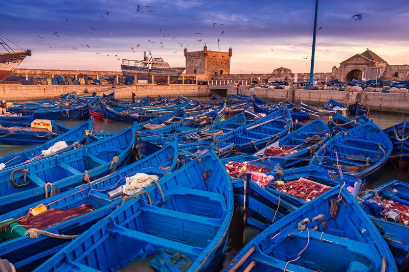 Traditional blue wooden fishing boats clustered in the historic port of Essaouira harbor in Morocco at sunset, featuring stone fortifications, fishing nets, and flying seagulls.