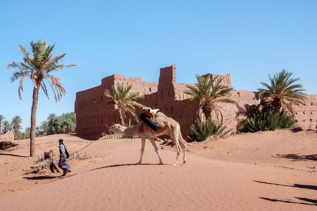 A nomad guiding a camel across golden desert sand dunes near M'Hamid El Ghizlane in Morocco, with ancient clay Kasbah ruins and palm trees in the background under a clear blue sky.