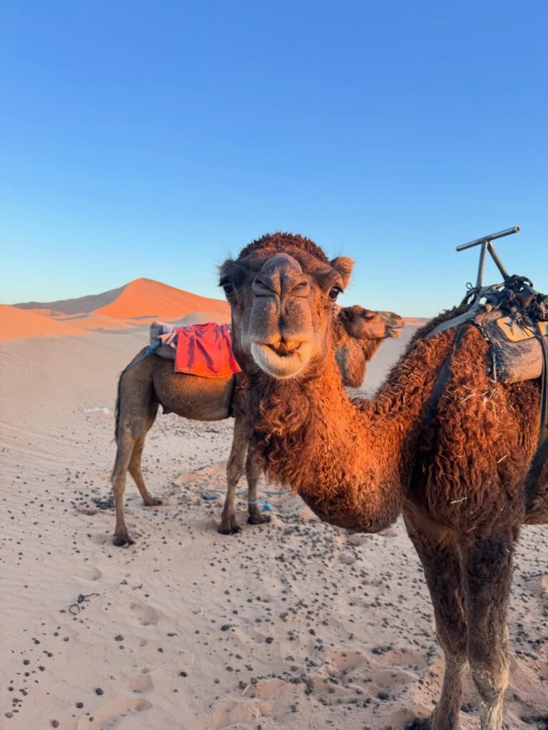 Funny close-up portrait of a saddled camel looking at the camera in the desert at golden hour, featuring sand dunes, a clear blue sky, and a second camel in the background.