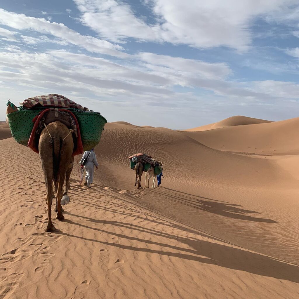Camels carrying trekking gear on the Sahara camel trekking tour