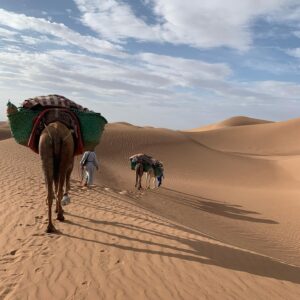 Camels carrying trekking gear on the Sahara camel trekking tour