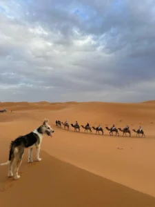Camel caravan and a desert dog on the Merzouga dunes