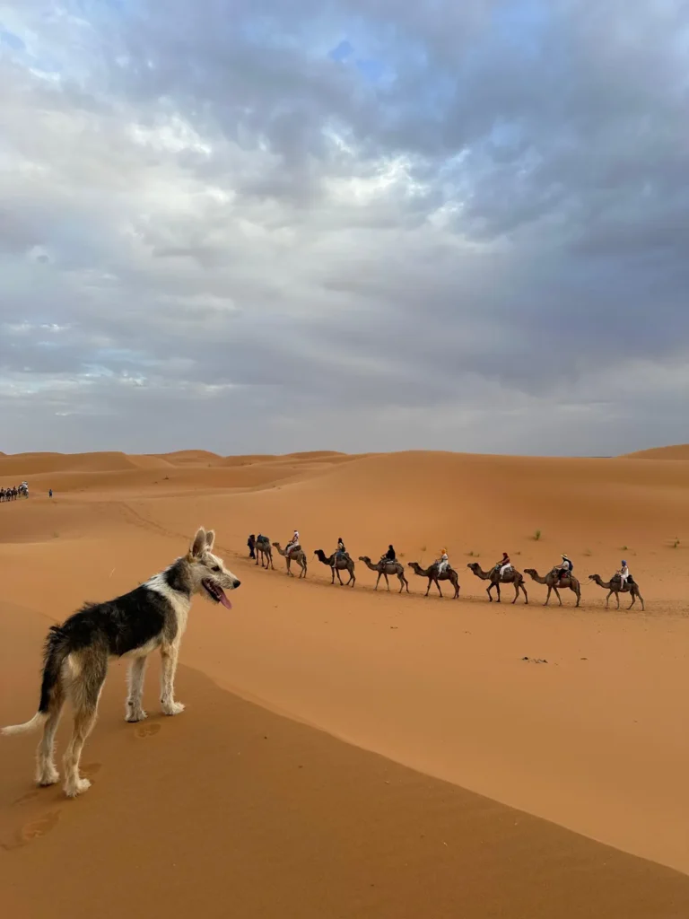 Camel caravan and a desert dog on the Merzouga dunes