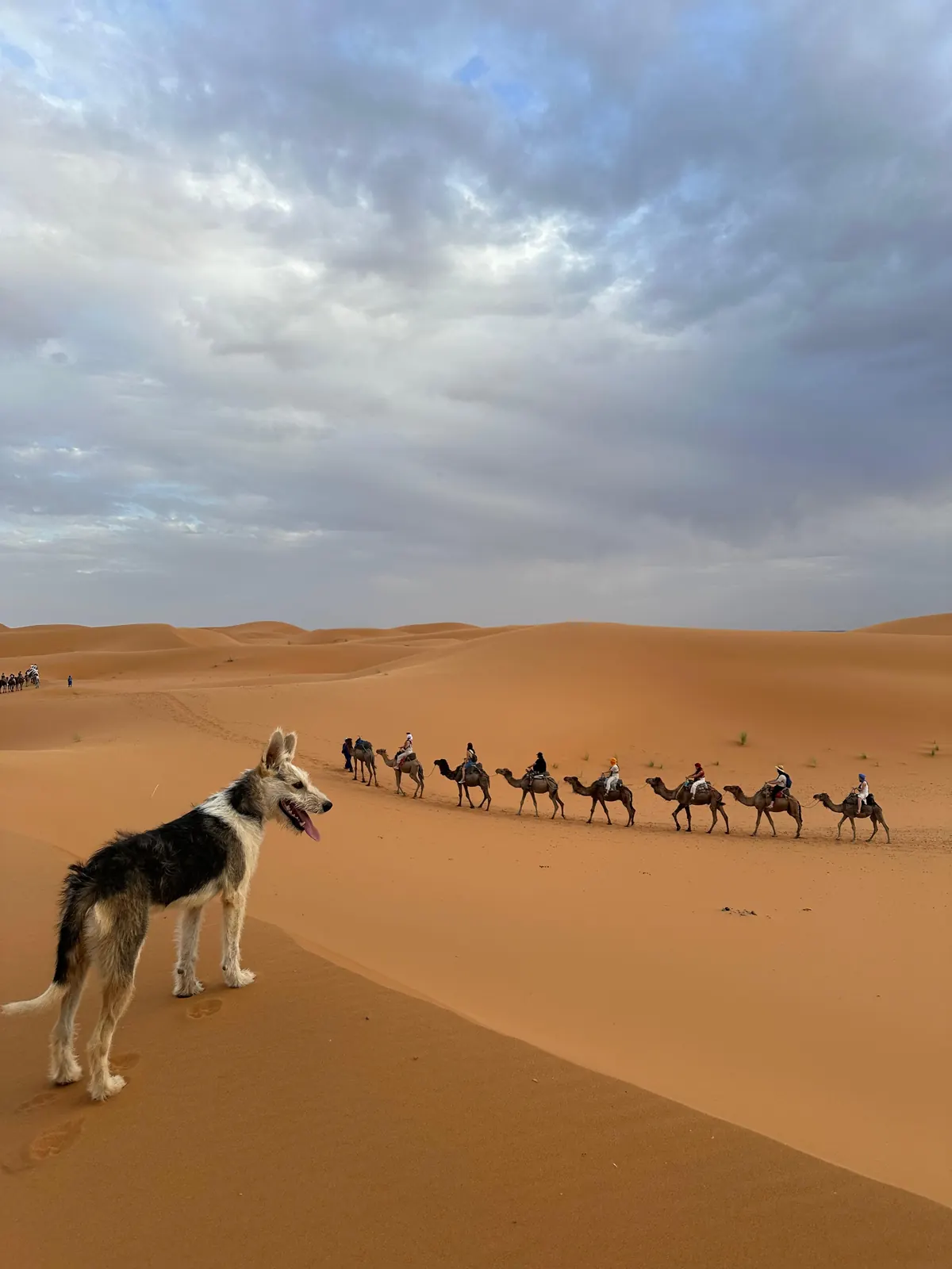 Camel caravan and a desert dog on the Merzouga dunes