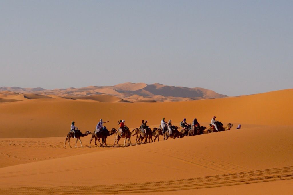 Camel trek across the Sahara dunes