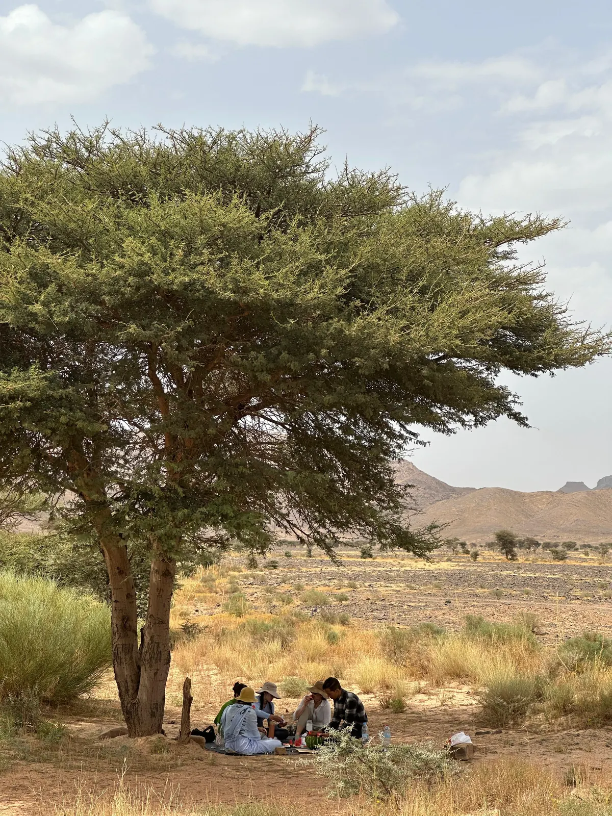Picnic lunch under an acacia tree on a Morocco desert tour