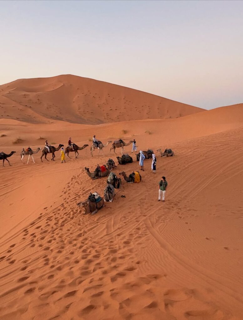 Camels resting in the Sahara dunes with guides while students ride at dusk