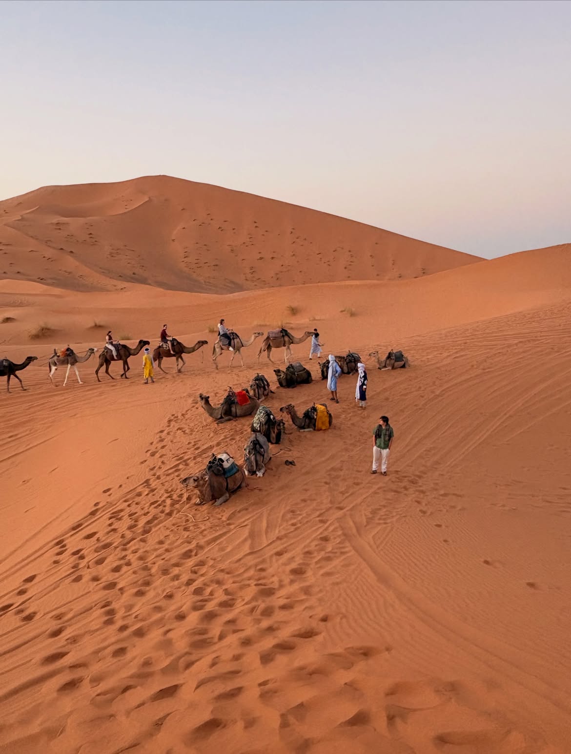 Camels resting in the Sahara dunes with guides while students ride at dusk