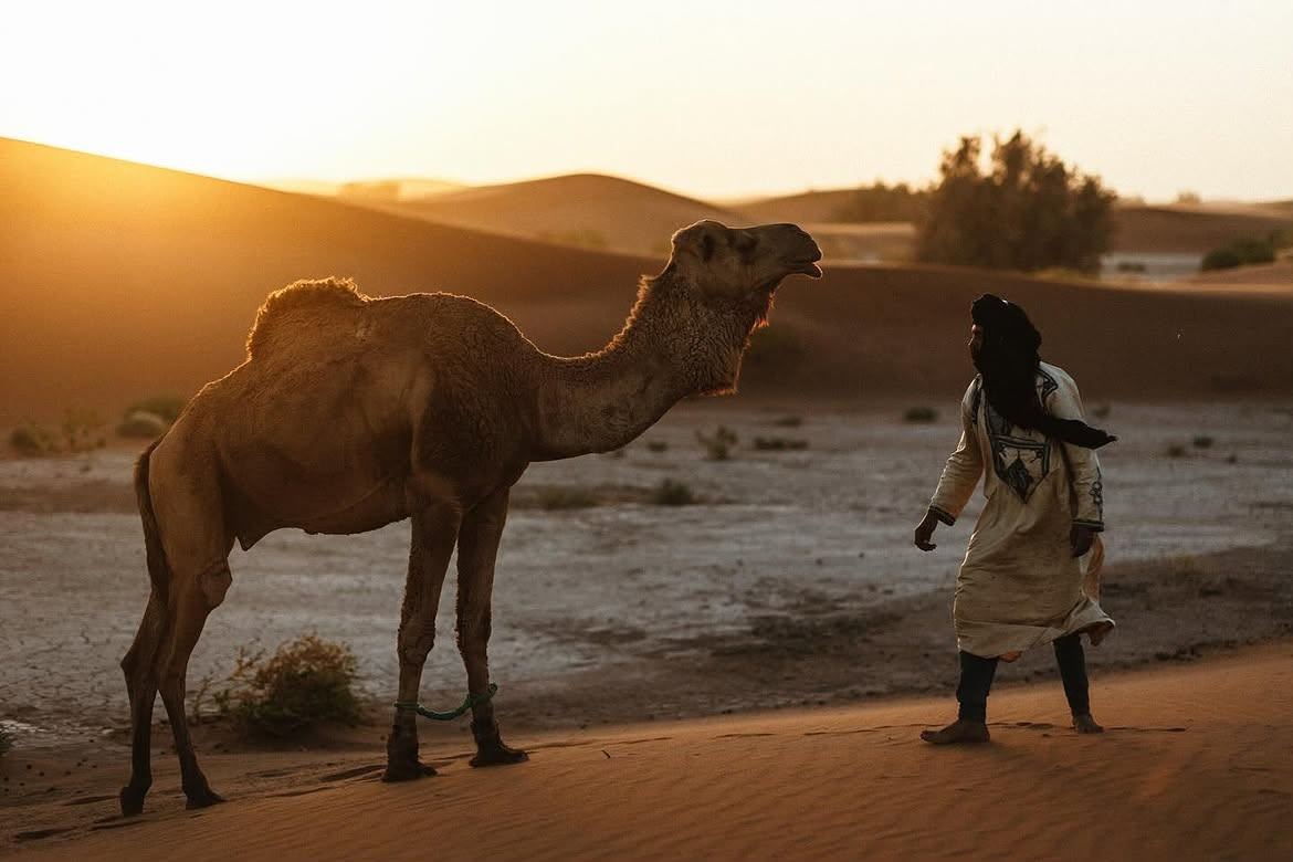 Camel and nomad guide at sunset in the Sahara desert