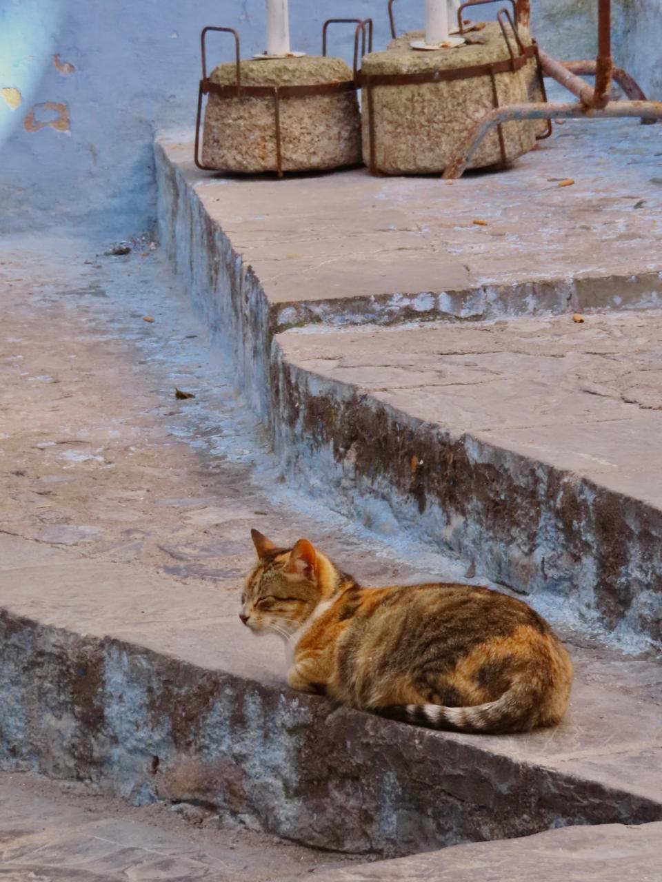 Tabby cat lying on a worn stone step beside a blue wall