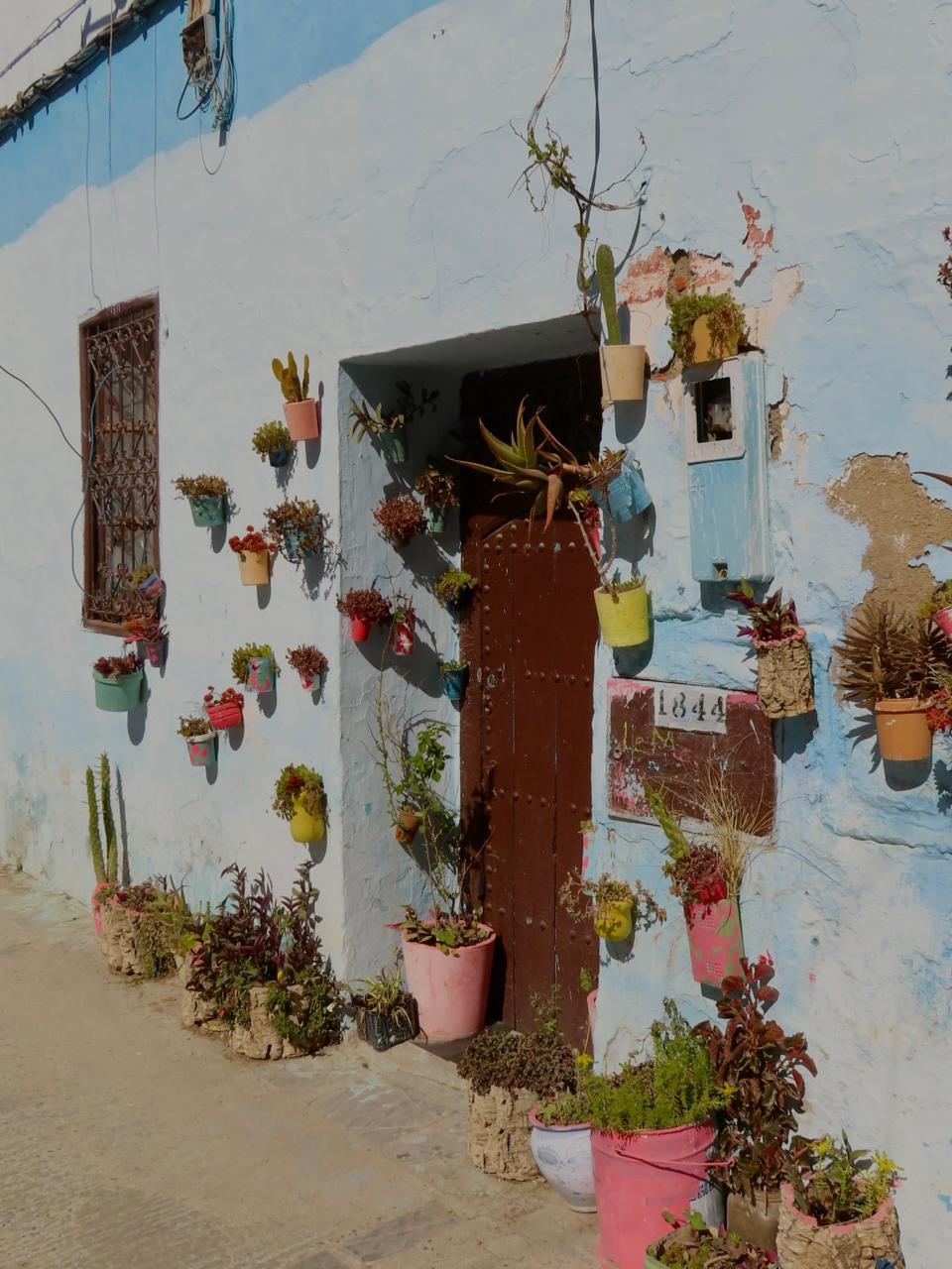 Blue-washed wall and wooden door decorated with colorful potted plants